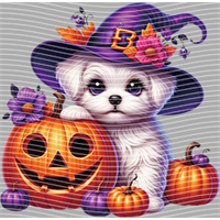 Halloween-WS 5743